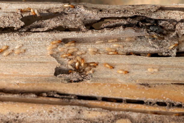 Best Cockroach Control Services  in New Lno, LA