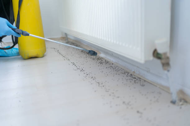 Best Local Pest Control Services  in New Lno, LA