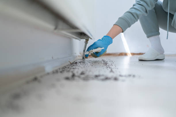 Best Rat Extermination Near Me  in New Lno, LA